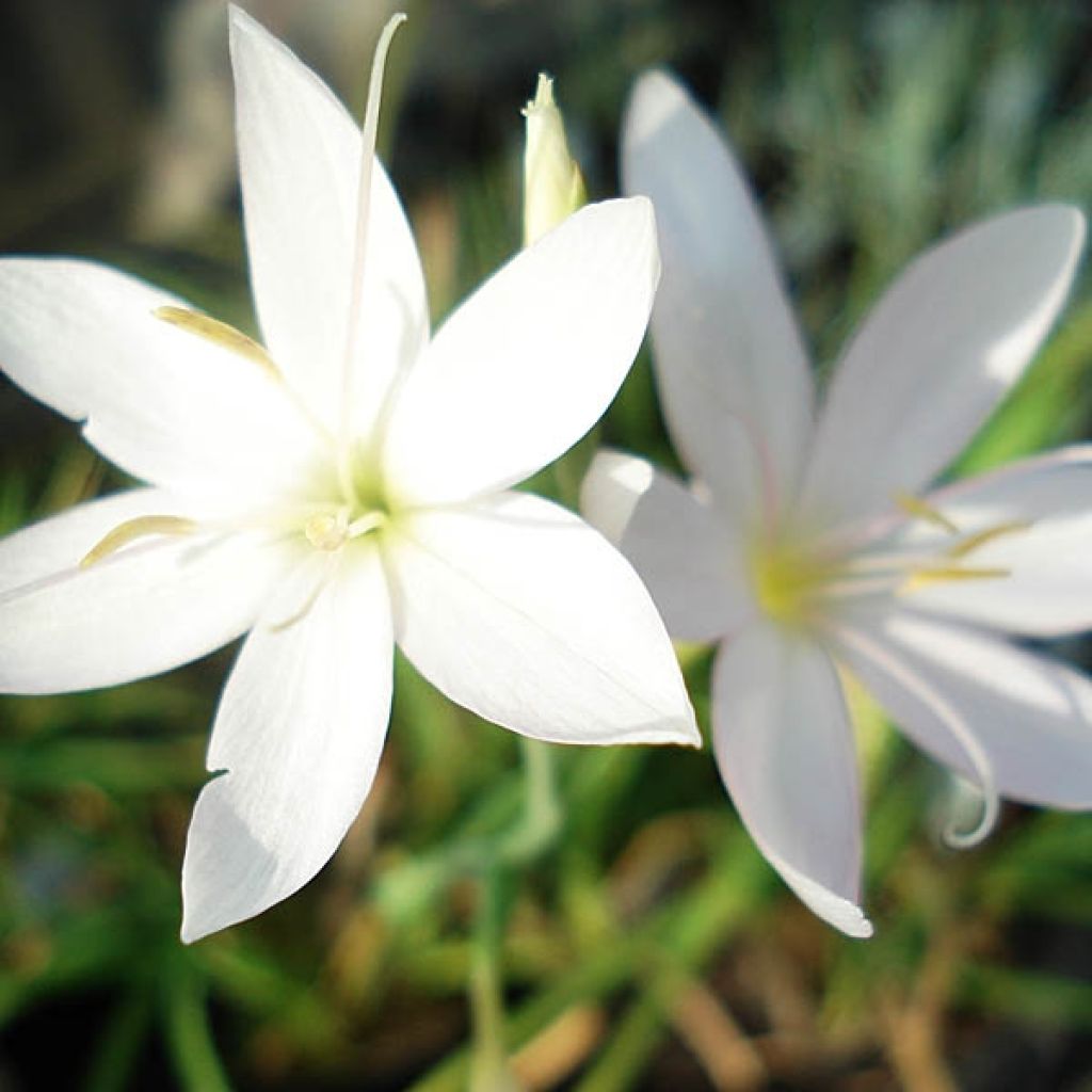 Schizostylis coccinea Alba, Lis des Cafres