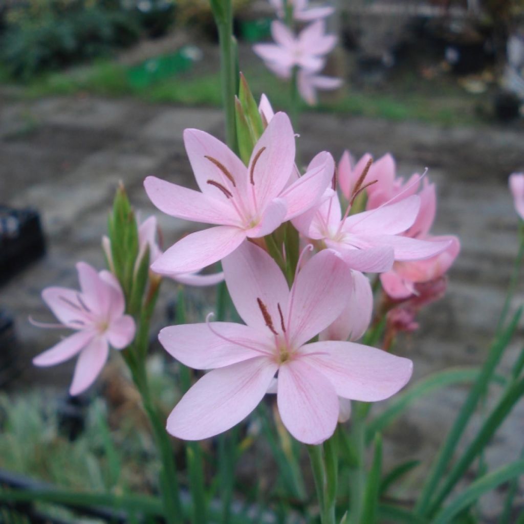 Schizostylis coccinea Mrs Hegarty - Spaltgriffel