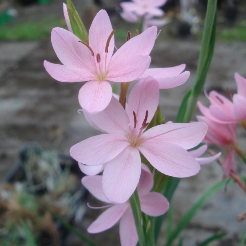 Schizostylis coccinea Mrs Hegarty - Spaltgriffel