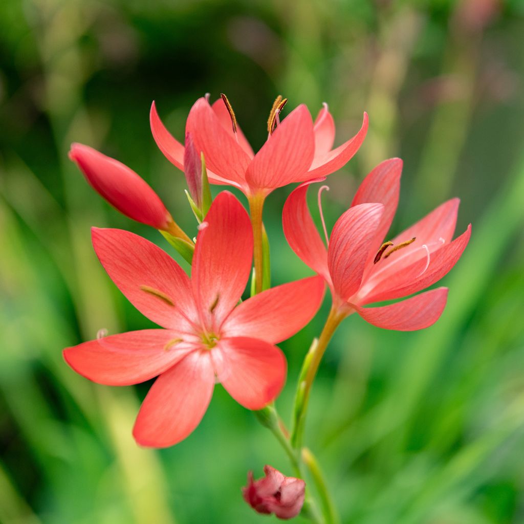 Schizostylis coccinea - Spaltgriffel