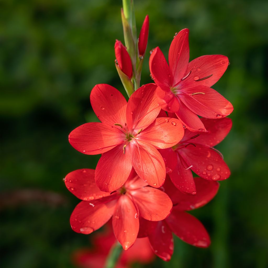 Schizostylis coccinea Major - Spaltgriffel