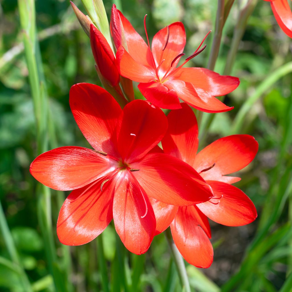 Schizostylis coccinea Major - Spaltgriffel