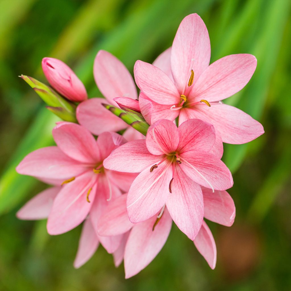 Schizostylis coccinea Rosea - Spaltgriffel