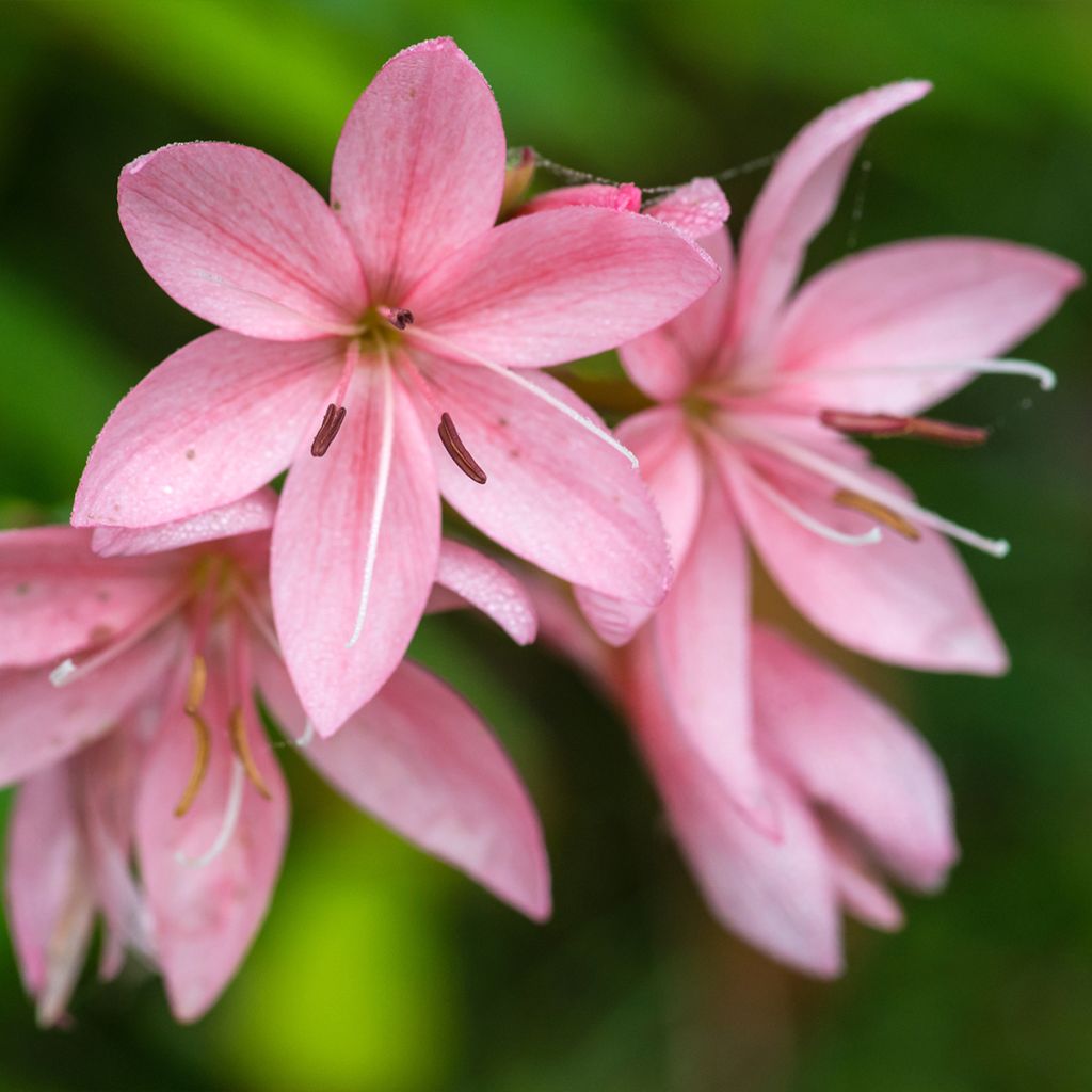 Schizostylis coccinea Rosea - Spaltgriffel