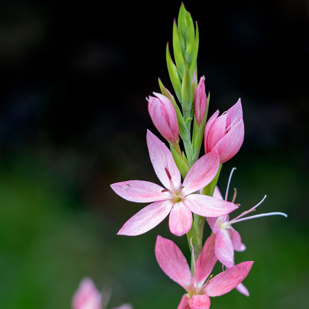 Schizostylis coccinea Rosea - Spaltgriffel