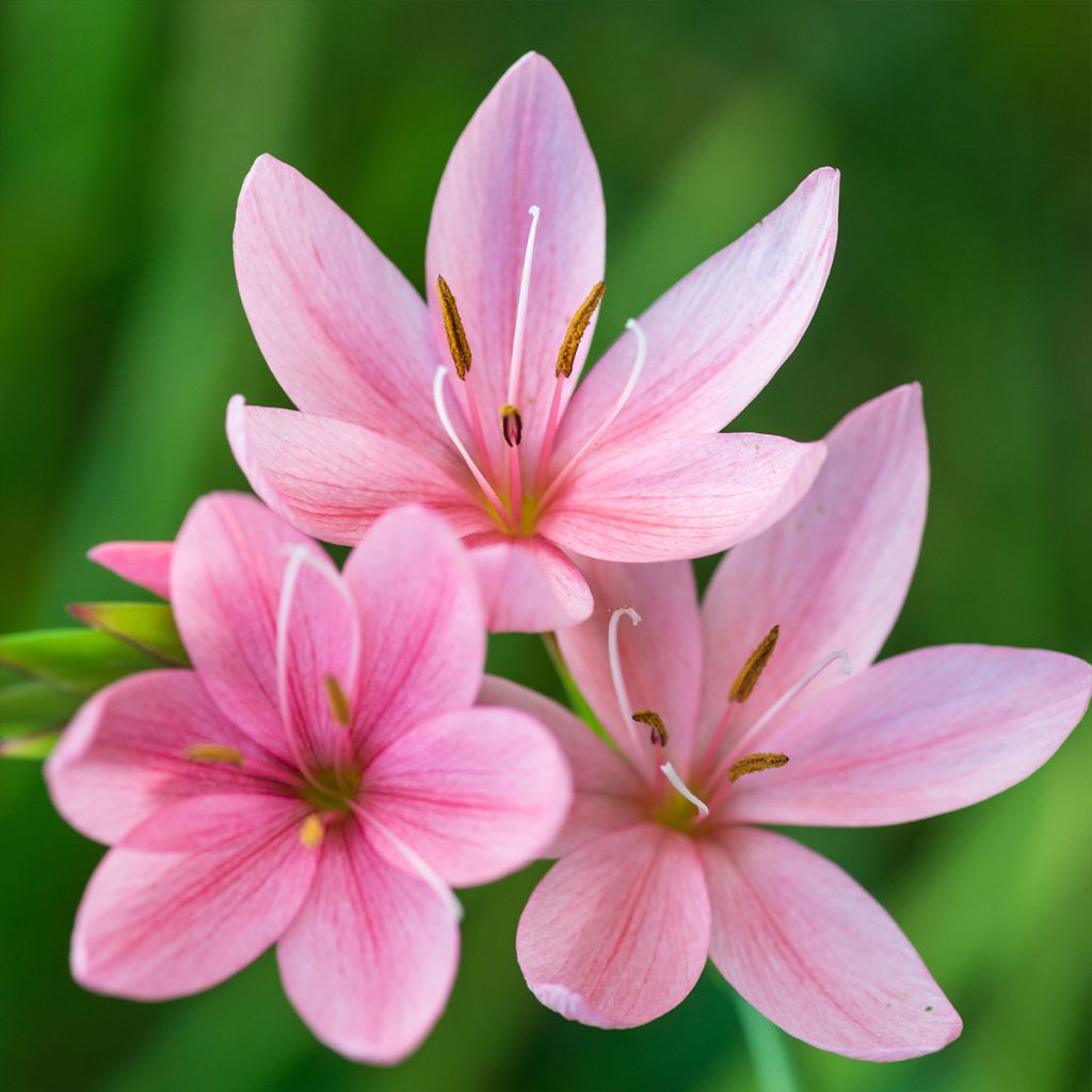 Schizostylis coccinea Rosea - Lis des Cafres