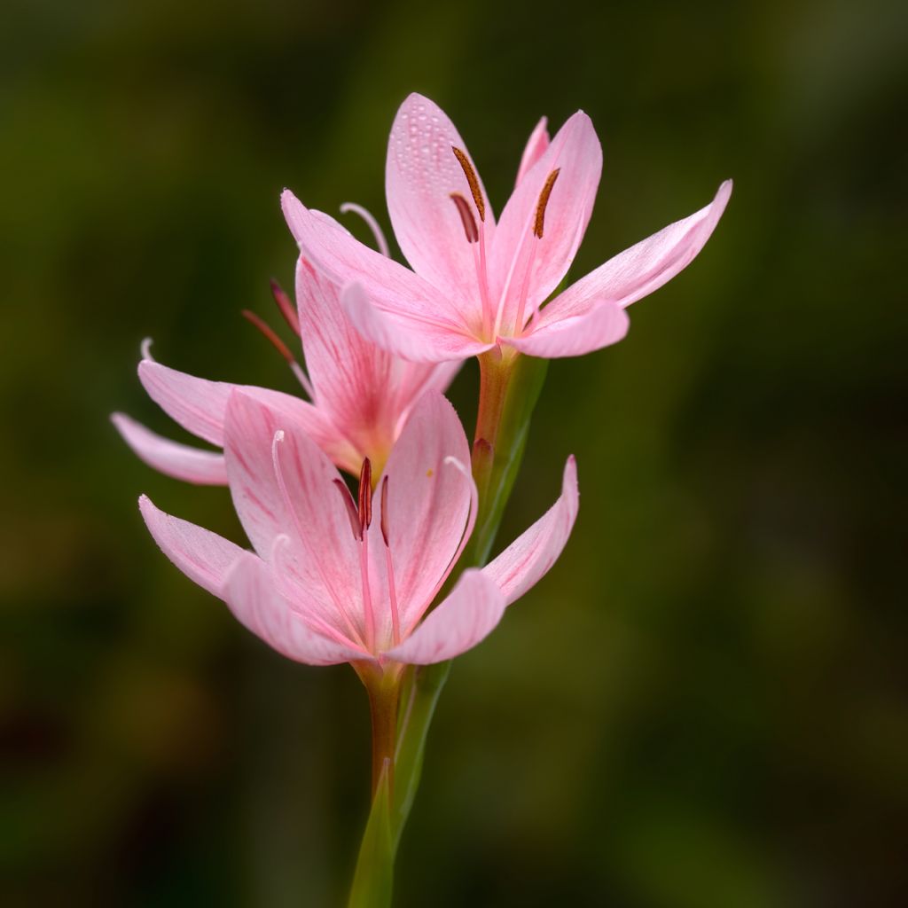 Schizostylis coccinea Rosea - Spaltgriffel