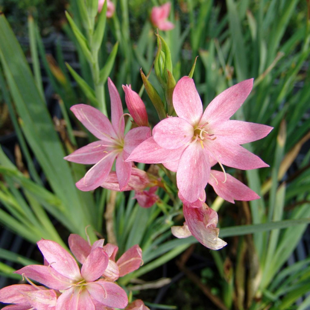 Schizostylis coccinea Rosea - Spaltgriffel