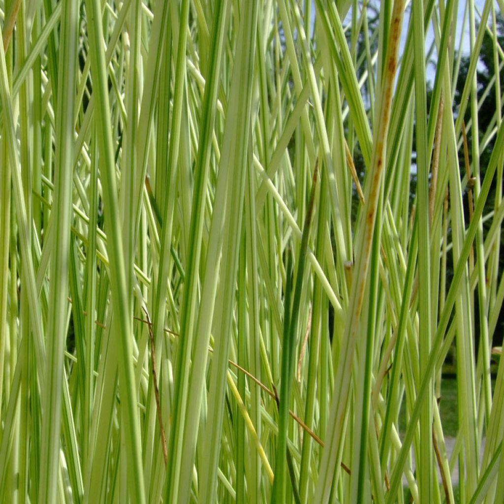 Schoenoplectus lacustris subsp.tabernaemontani Albescens - Salz-Teichbinse