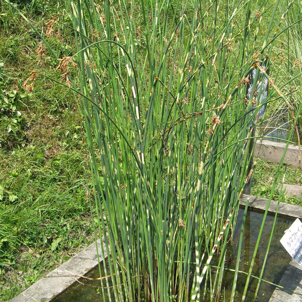 Schoenoplectus lacustris subsp tabernaemontani Zebrinus - Salz-Teichbinse