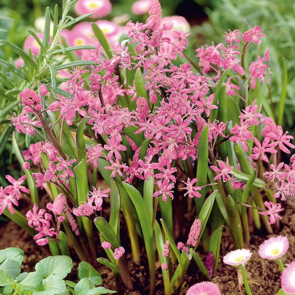 Scilla bifolia Rosea - Meerzwiebel