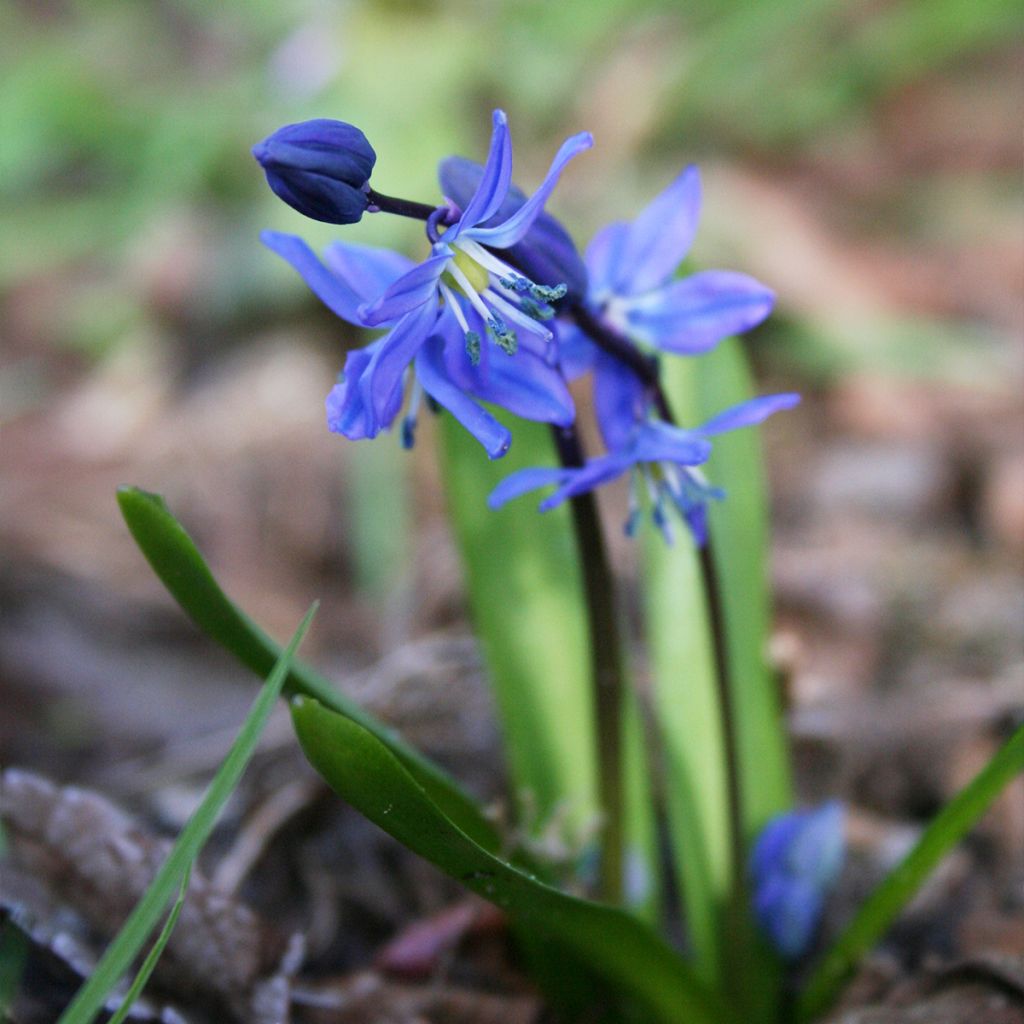 Scilla siberica - Meerzwiebel