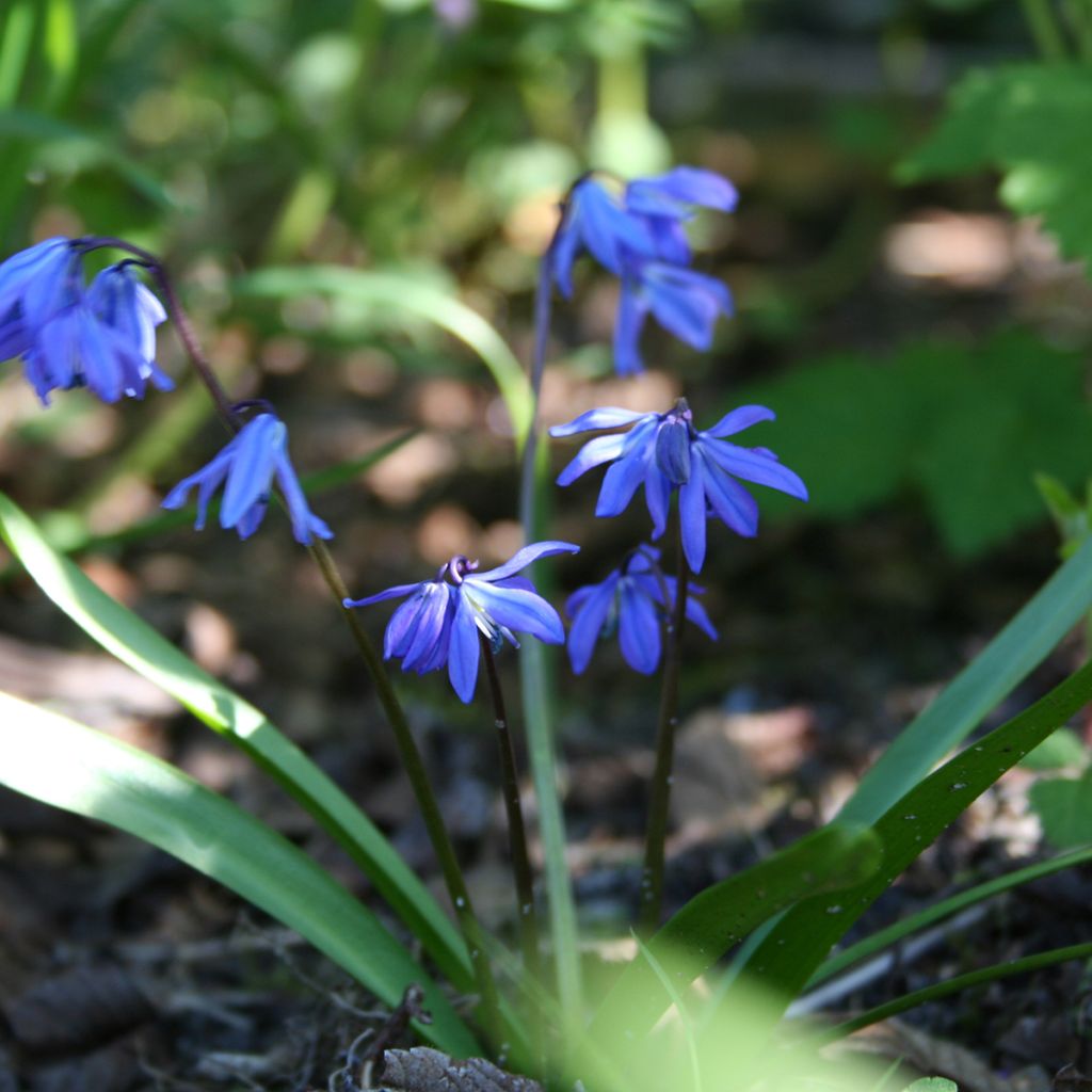 Scilla siberica - Meerzwiebel