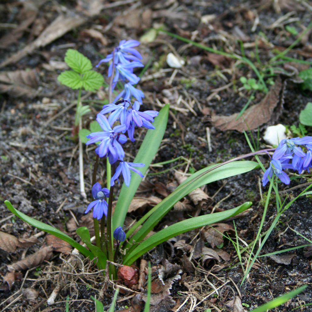 Scilla siberica - Meerzwiebel