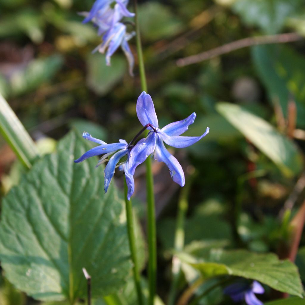 Scilla siberica - Meerzwiebel