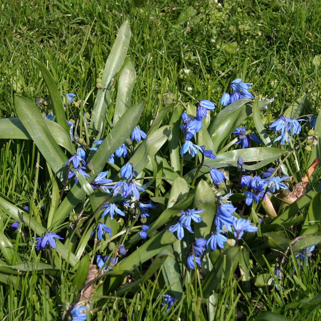 Scilla siberica - Meerzwiebel