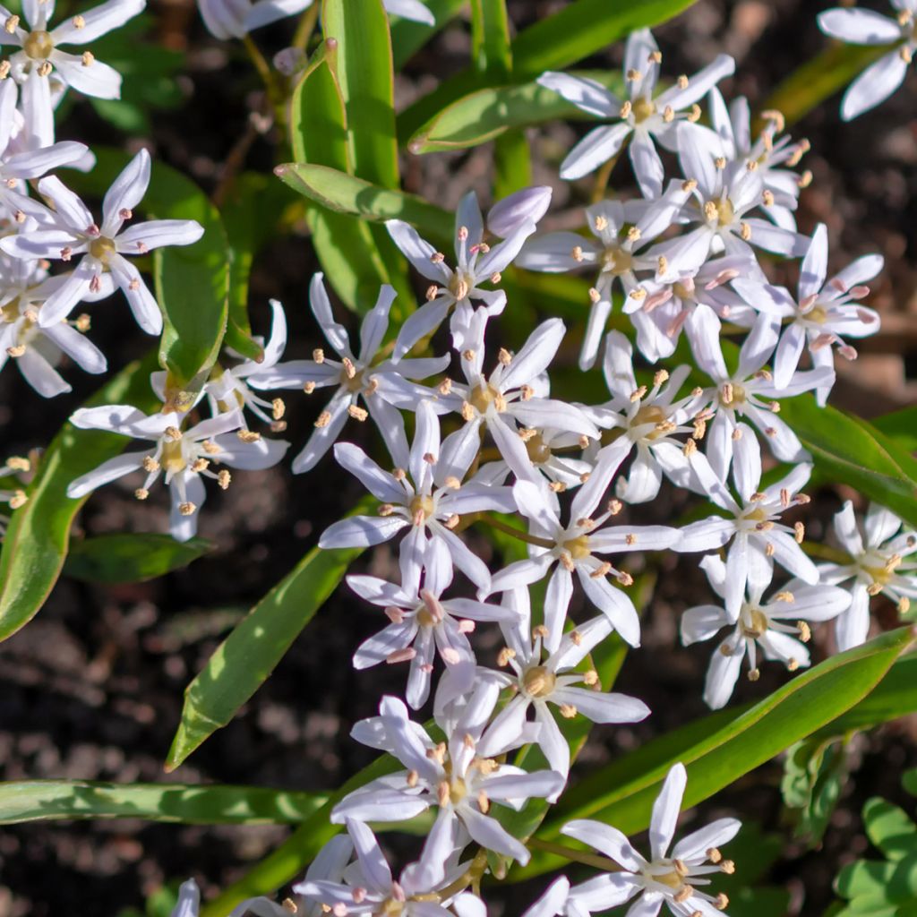 Scilla bifolia Rosea - Meerzwiebel