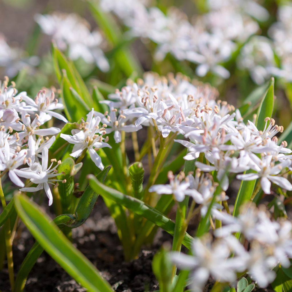 Scilla bifolia Rosea - Meerzwiebel