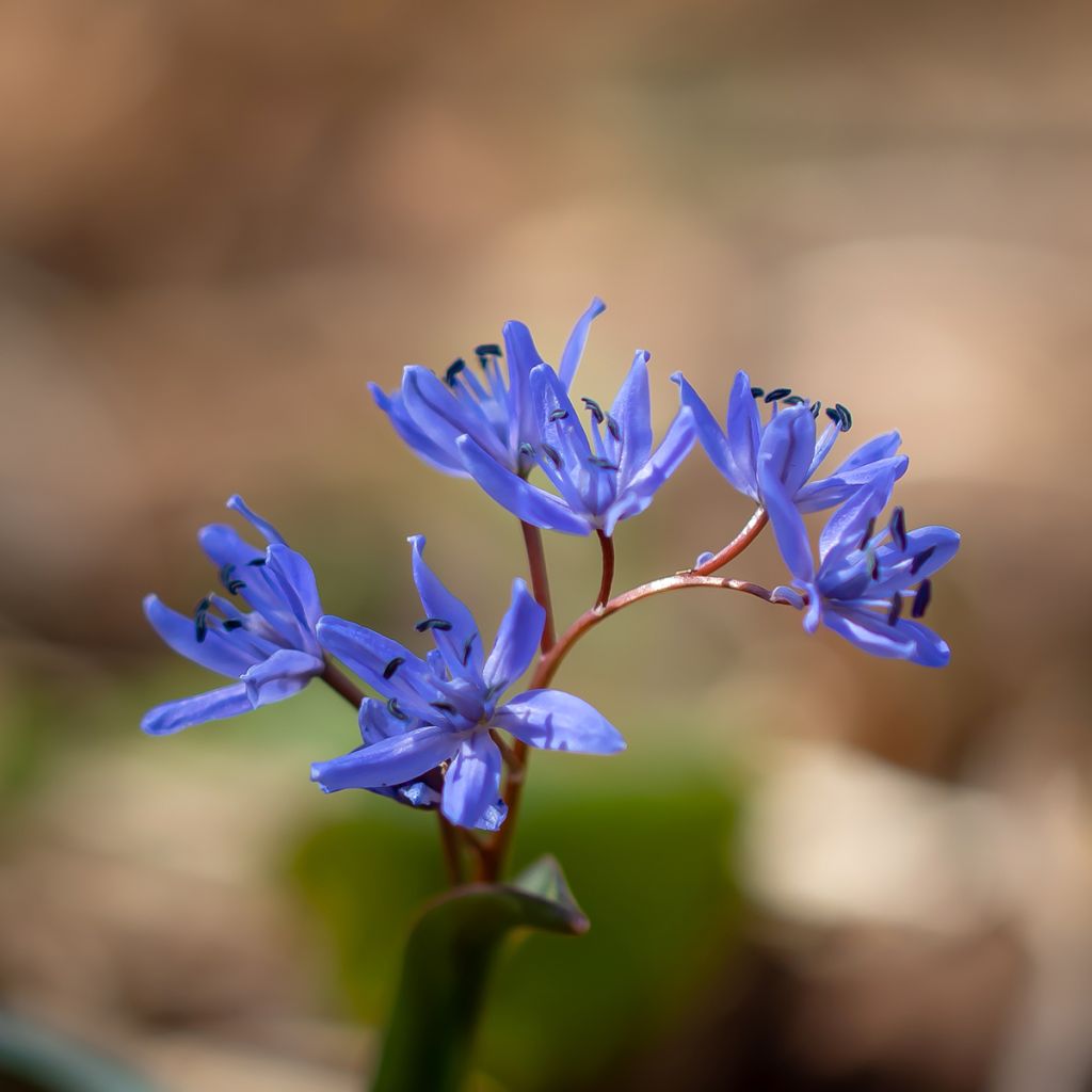 Scilla bifolia - Meerzwiebel