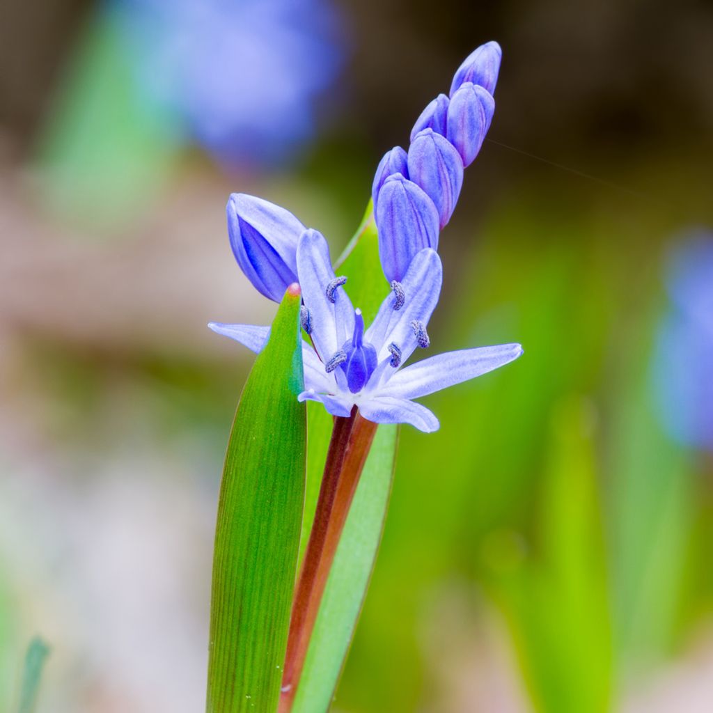 Scilla bifolia - Meerzwiebel