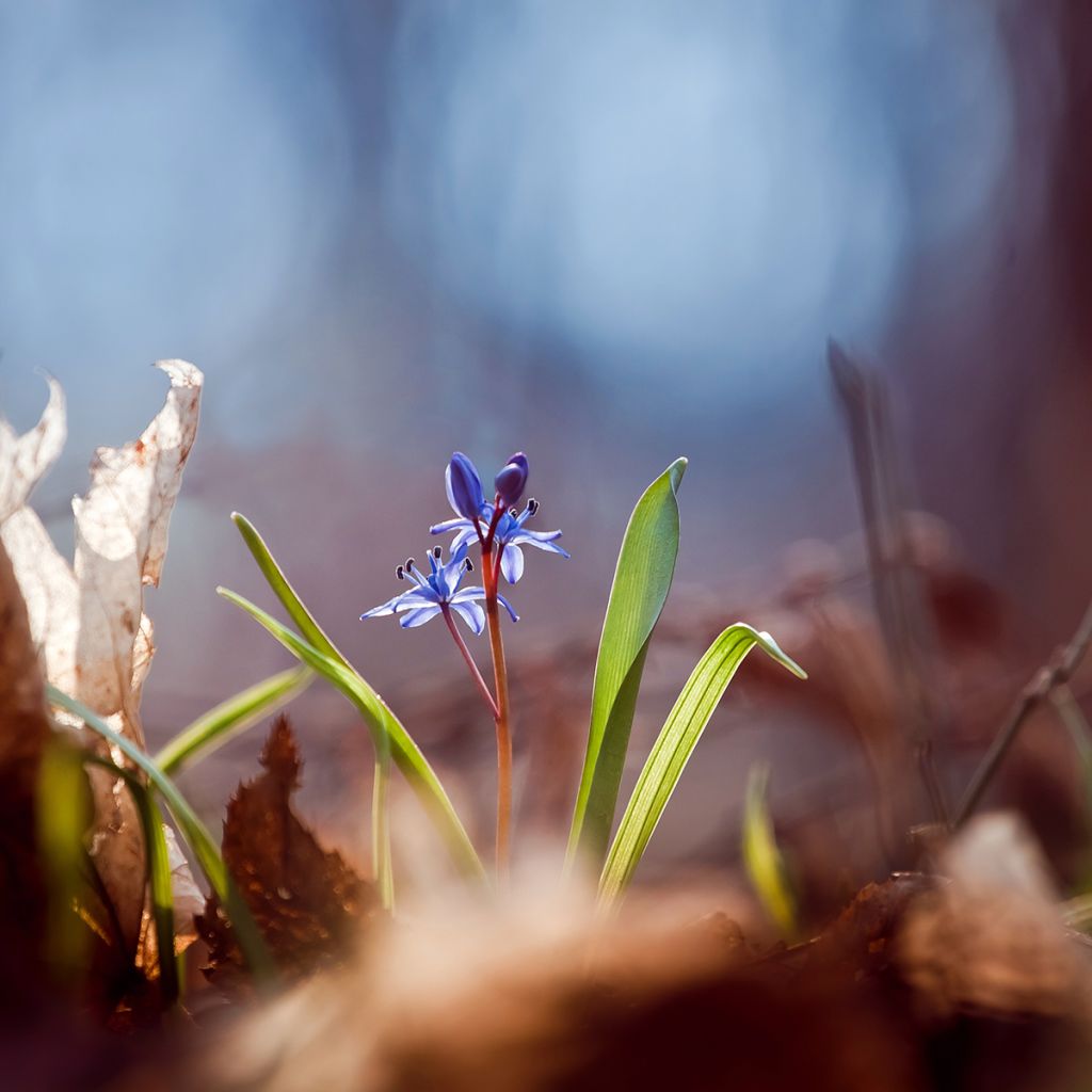 Scilla bifolia - Meerzwiebel