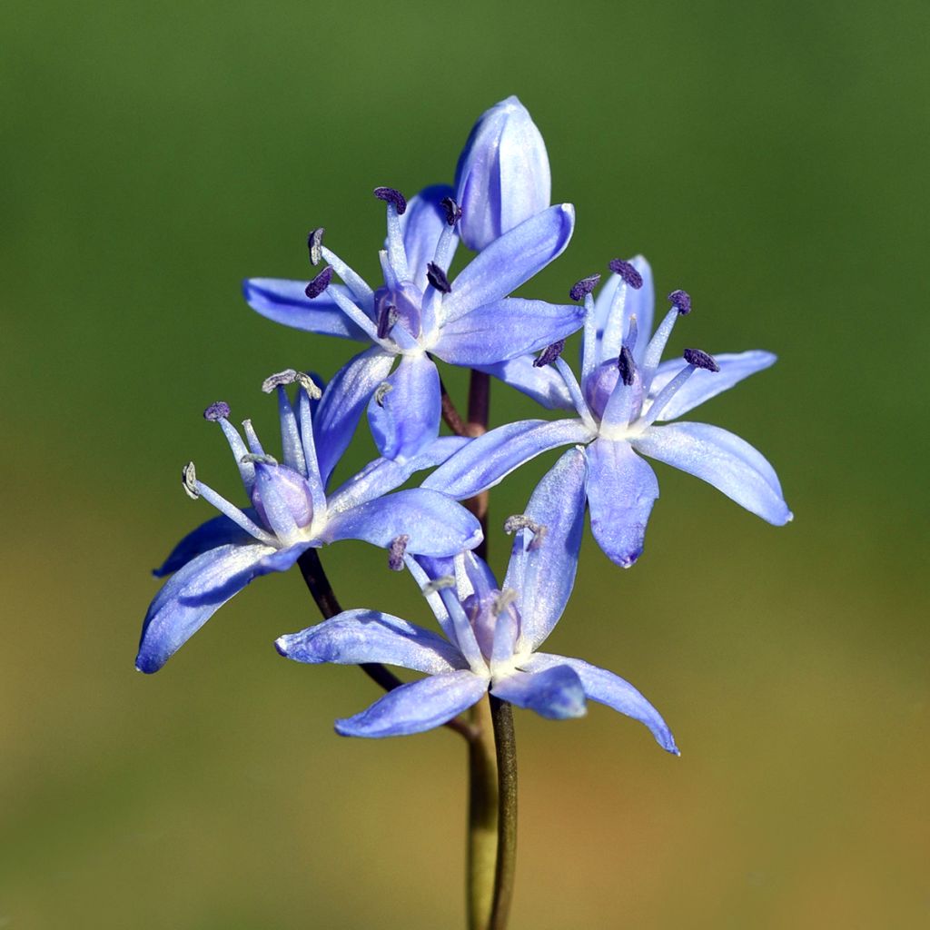 Scilla bifolia - Meerzwiebel