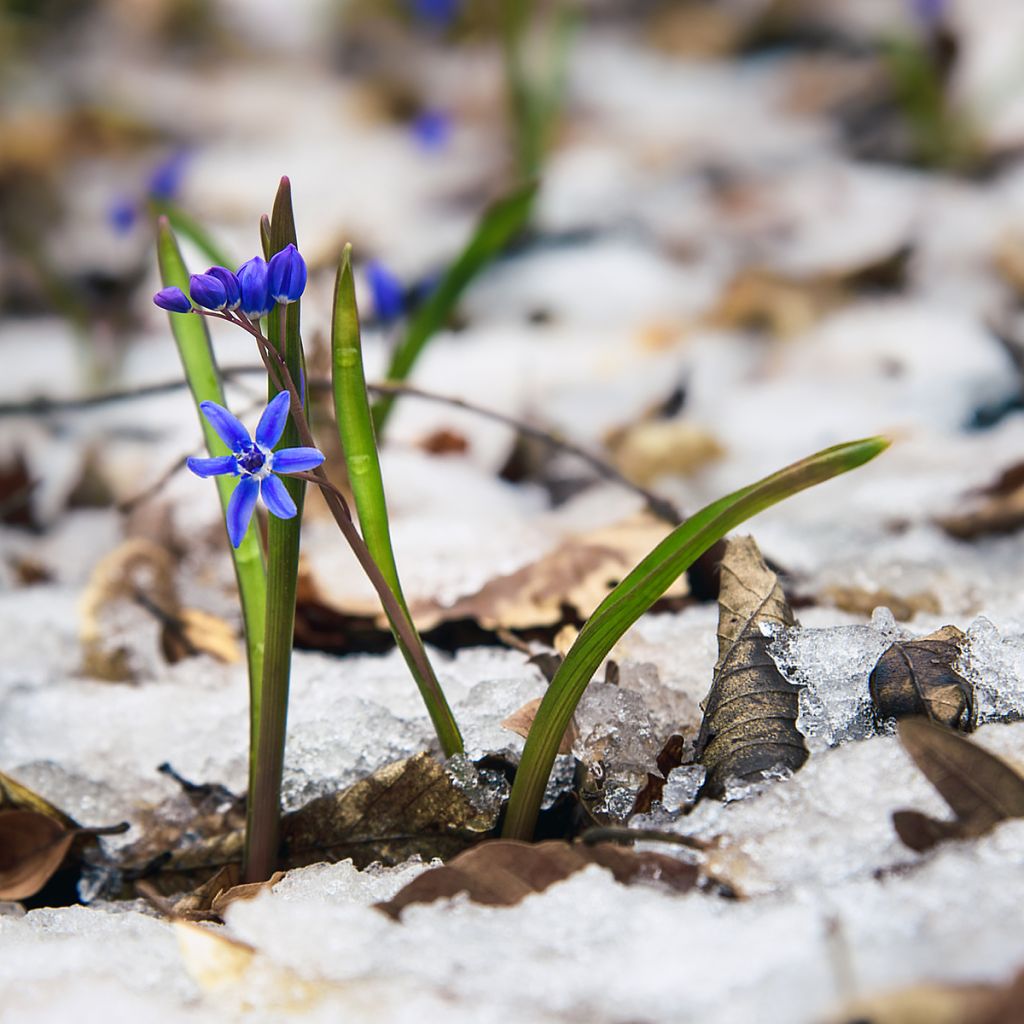 Scilla bifolia - Meerzwiebel