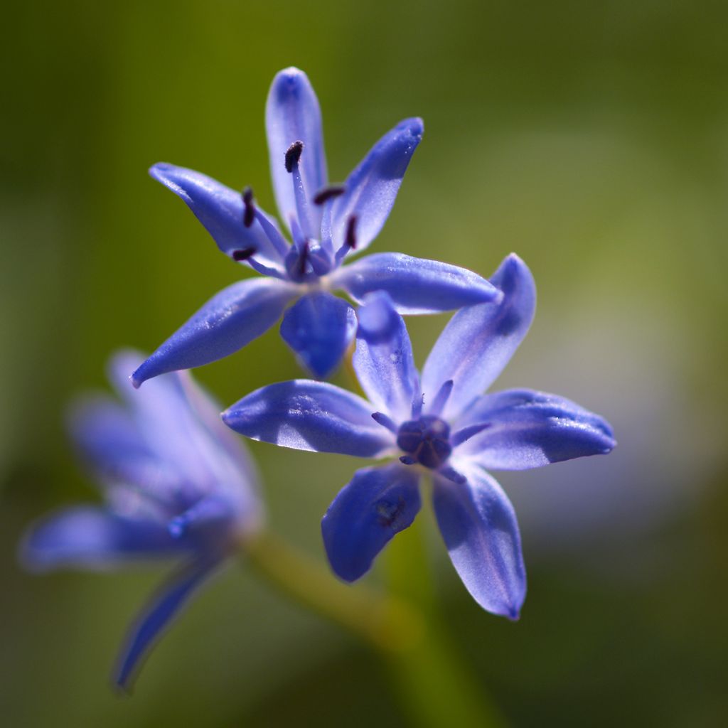 Scilla bifolia - Meerzwiebel