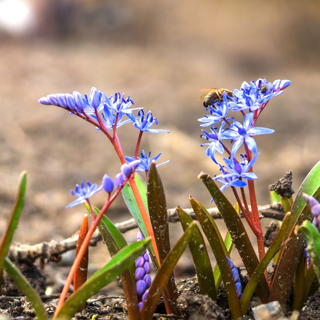 Scilla bifolia - Meerzwiebel