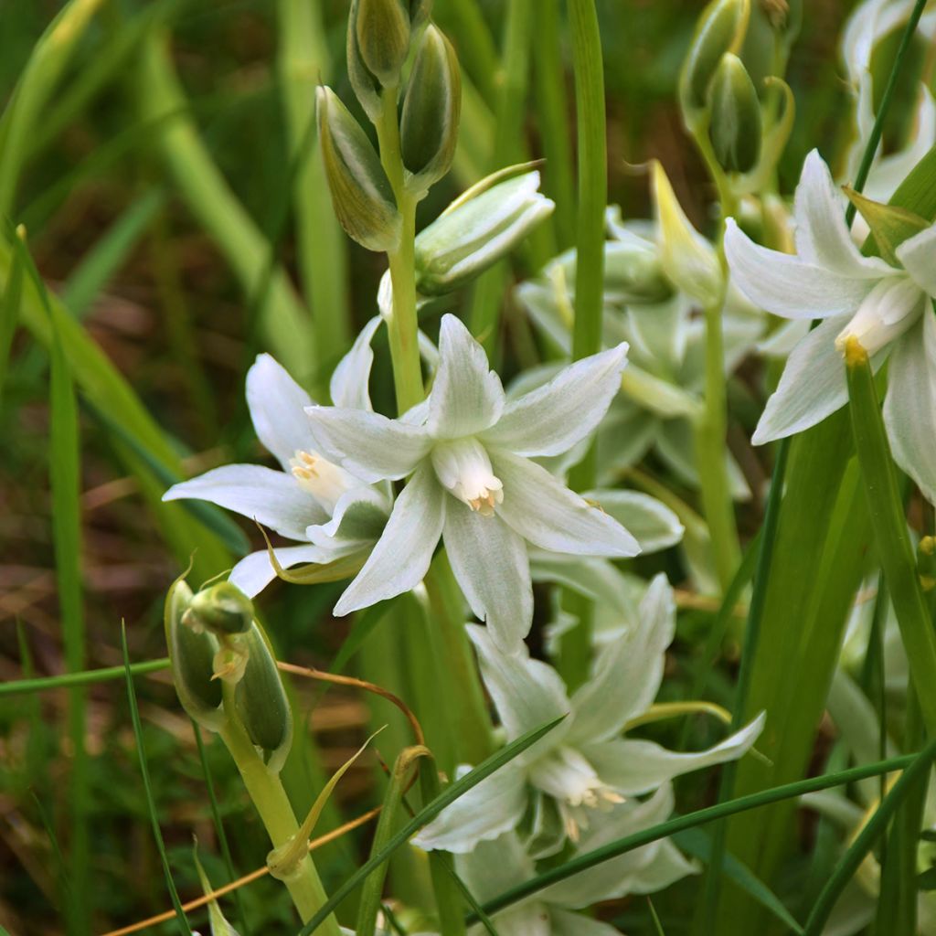 Scilla siberica Alba - Meerzwiebel