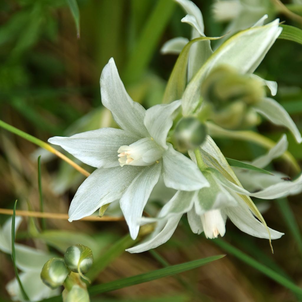 Scilla siberica Alba - Meerzwiebel