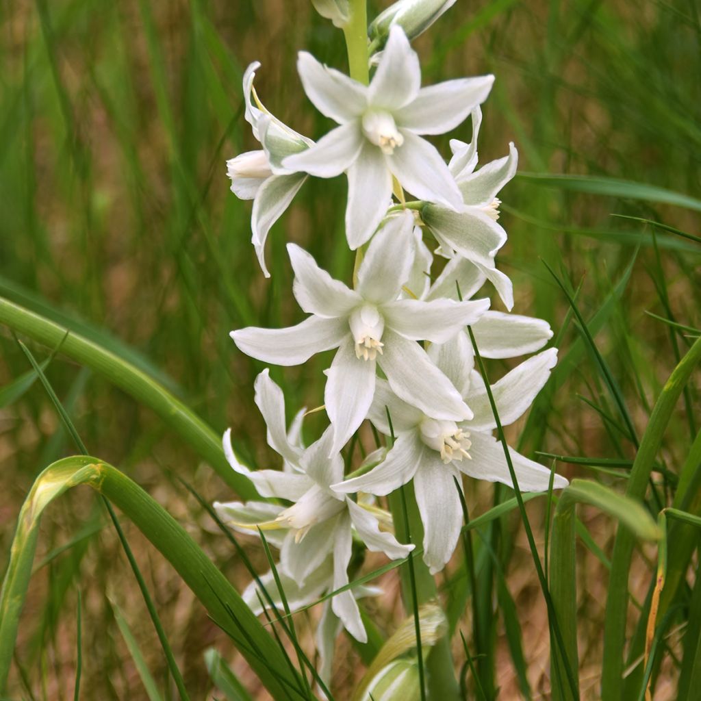 Scilla siberica Alba - Meerzwiebel