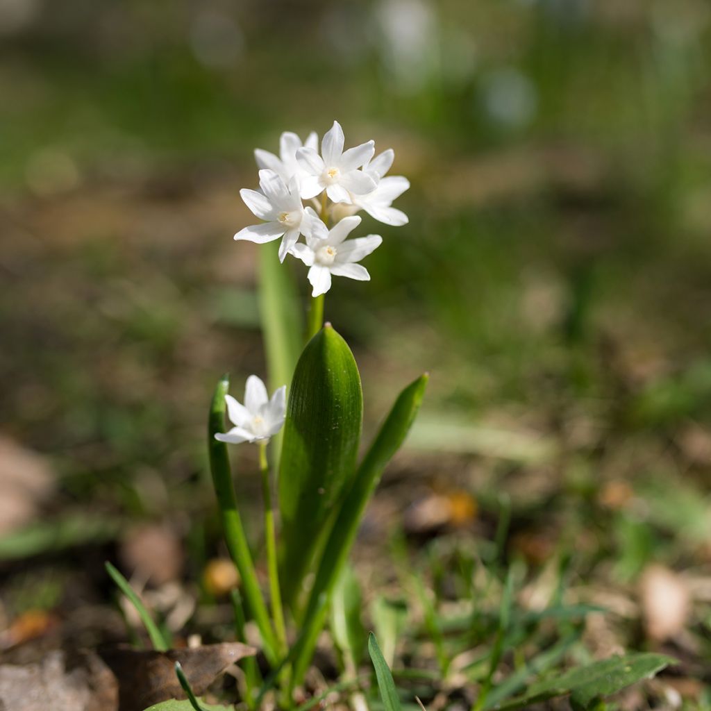 Scilla siberica Alba - Meerzwiebel