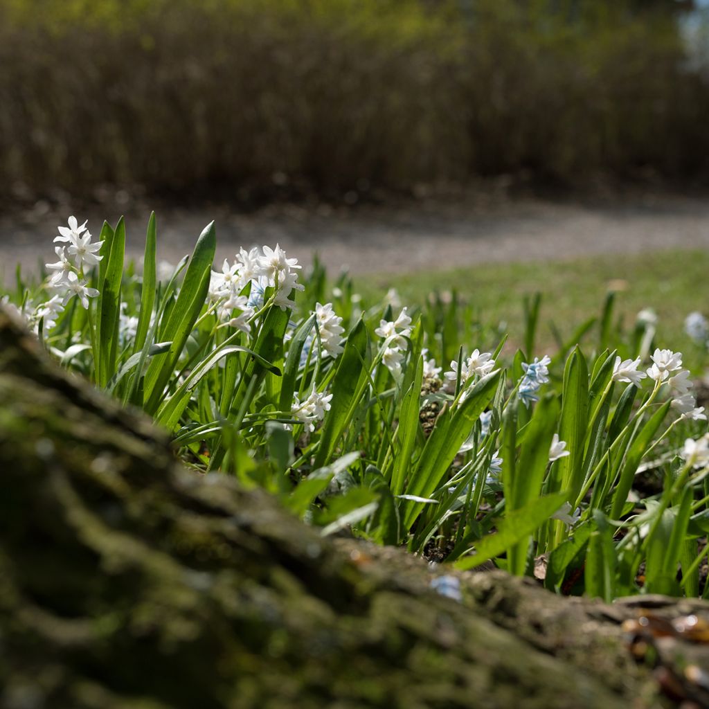 Scilla siberica Alba - Meerzwiebel