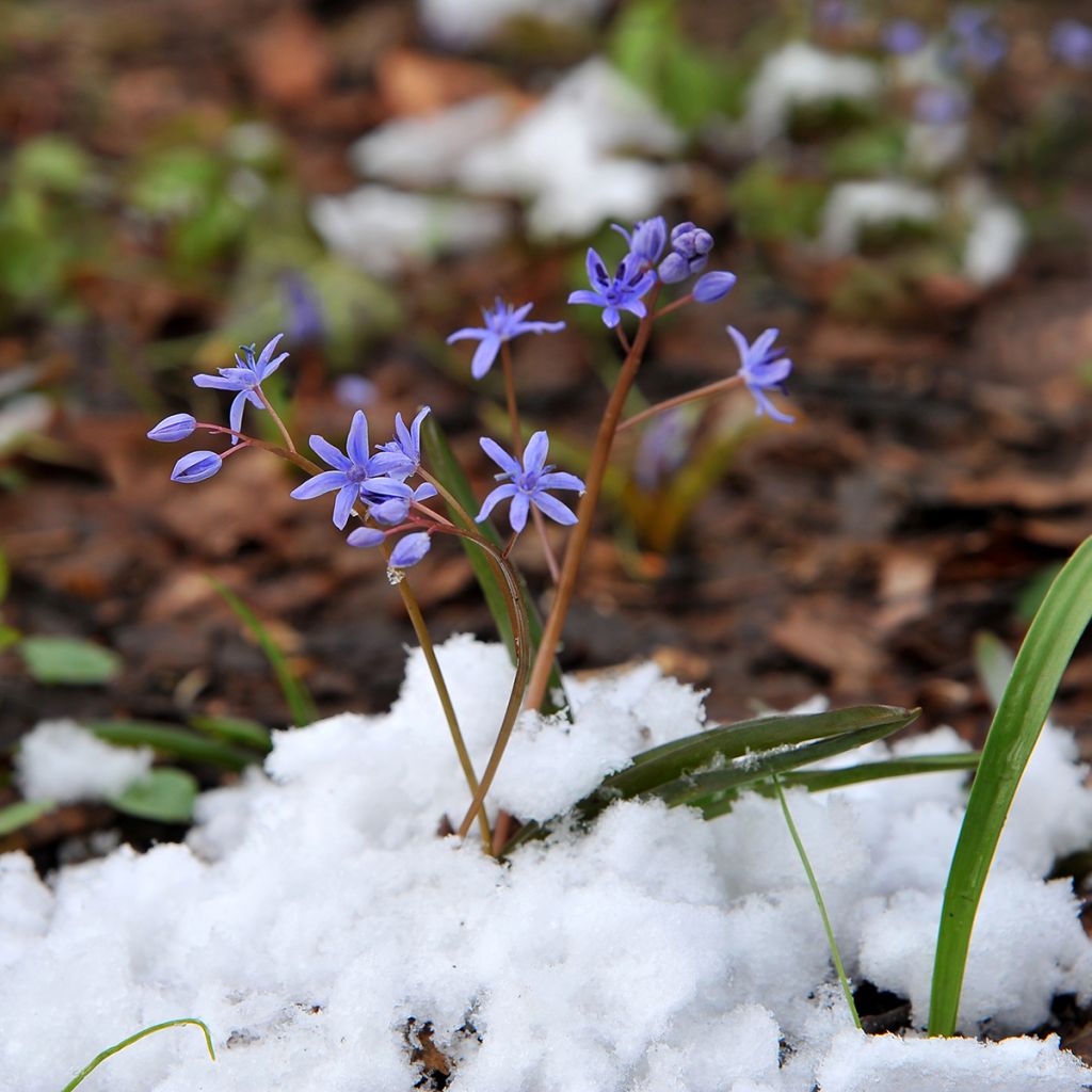 Scilla siberica Spring Beauty - Meerzwiebel