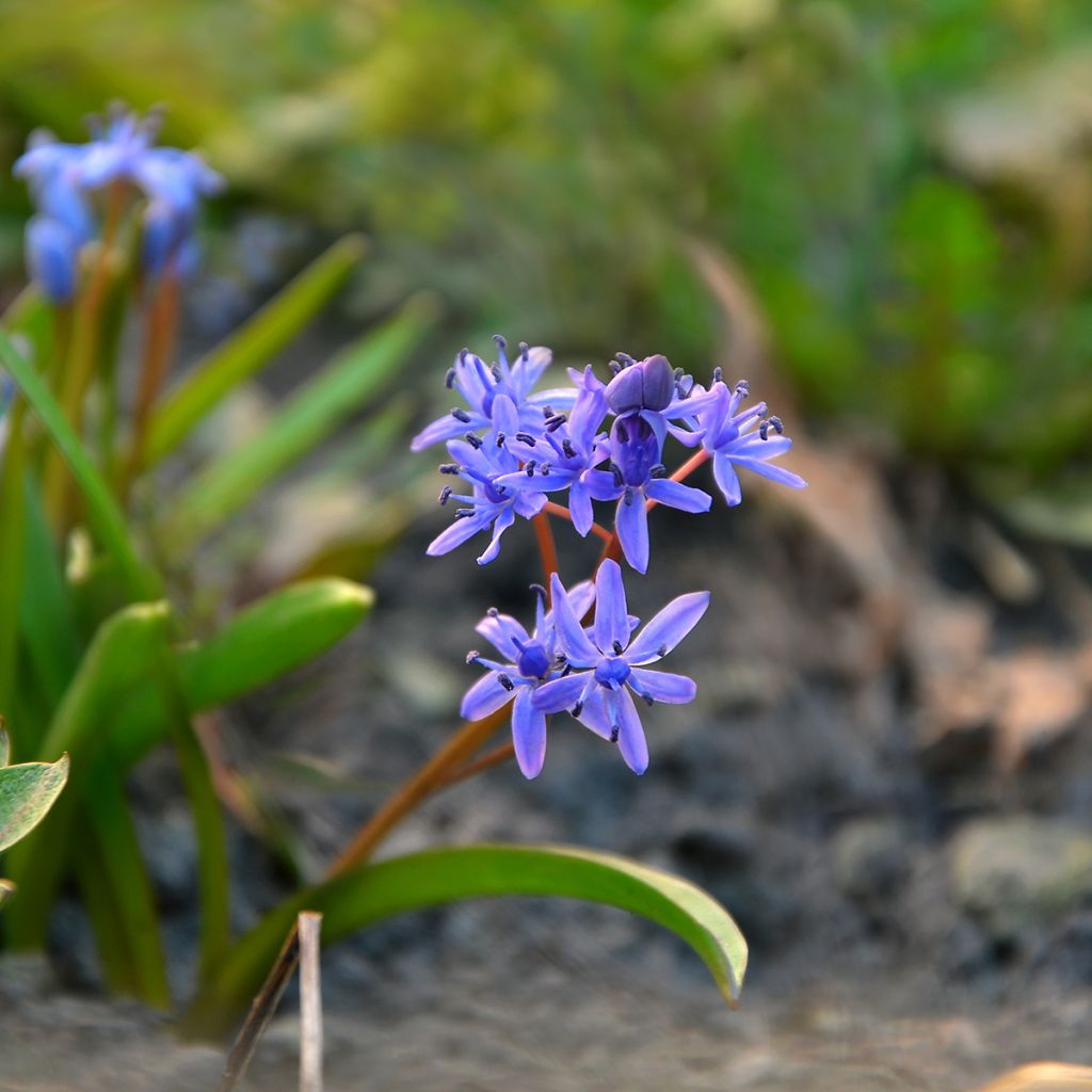 Scilla siberica Spring Beauty - Meerzwiebel