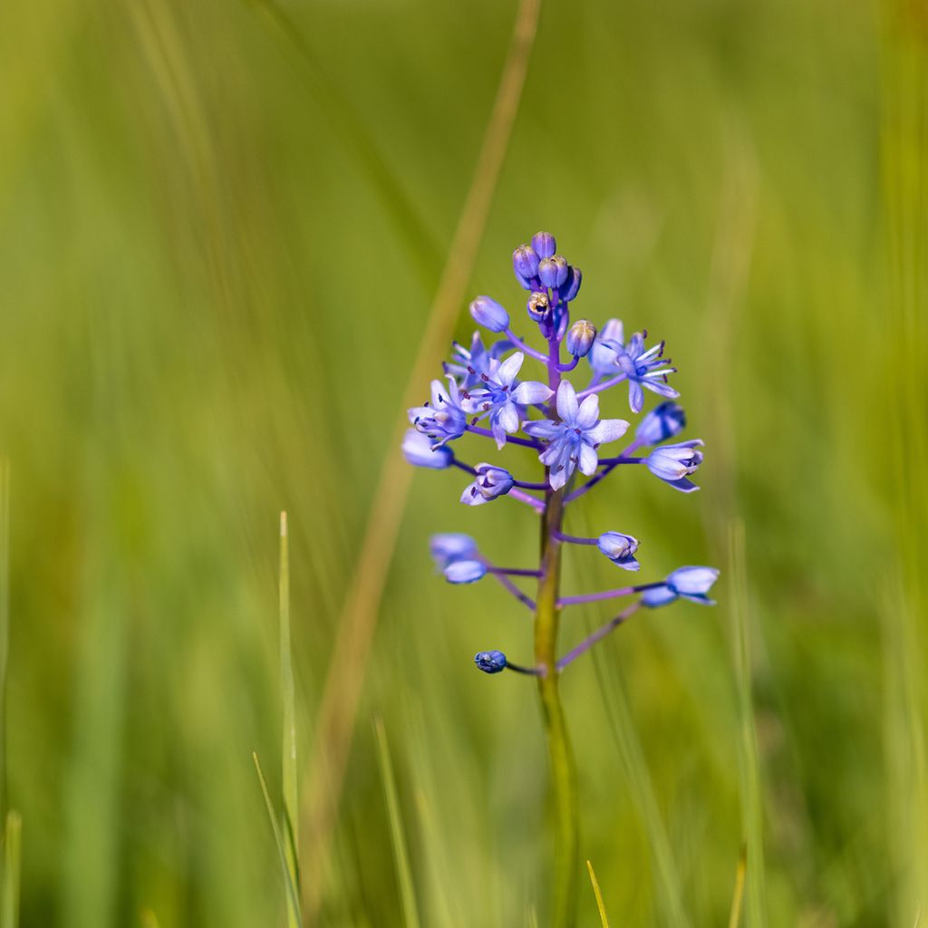 Scilla litardierei - Meerzwiebel