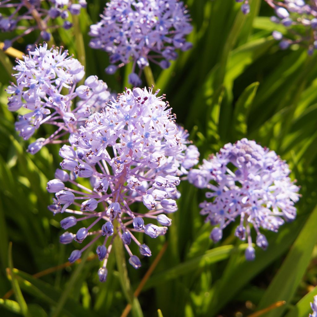 Scilla litardierei - Meerzwiebel