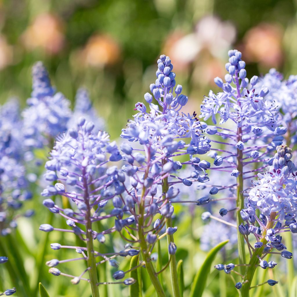 Scilla litardierei - Meerzwiebel