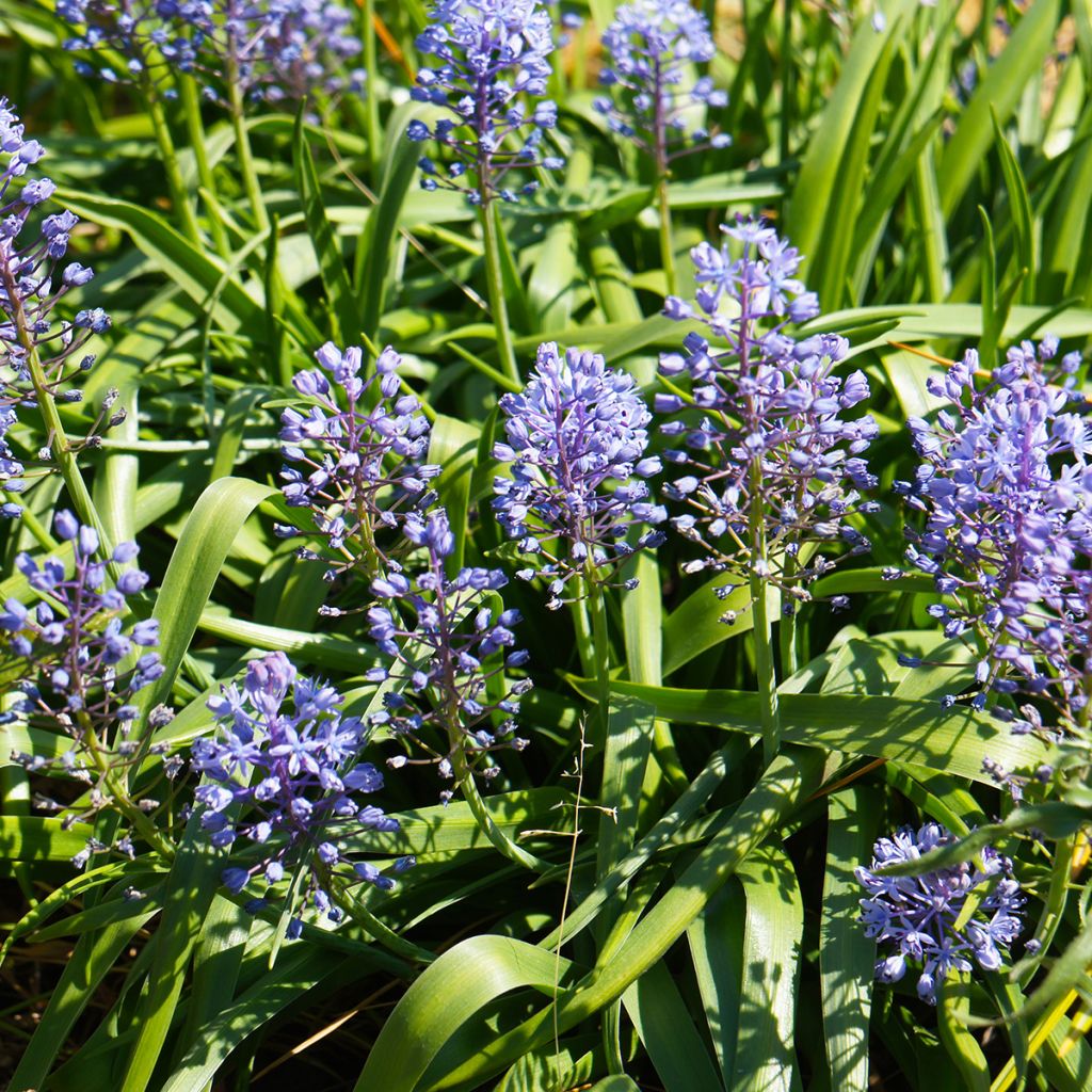 Scilla litardierei - Meerzwiebel