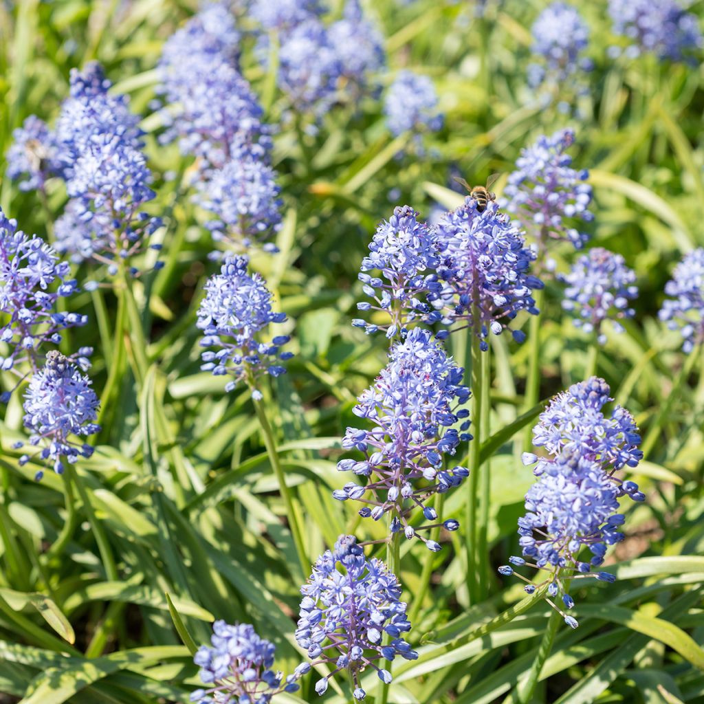 Scilla litardierei - Meerzwiebel