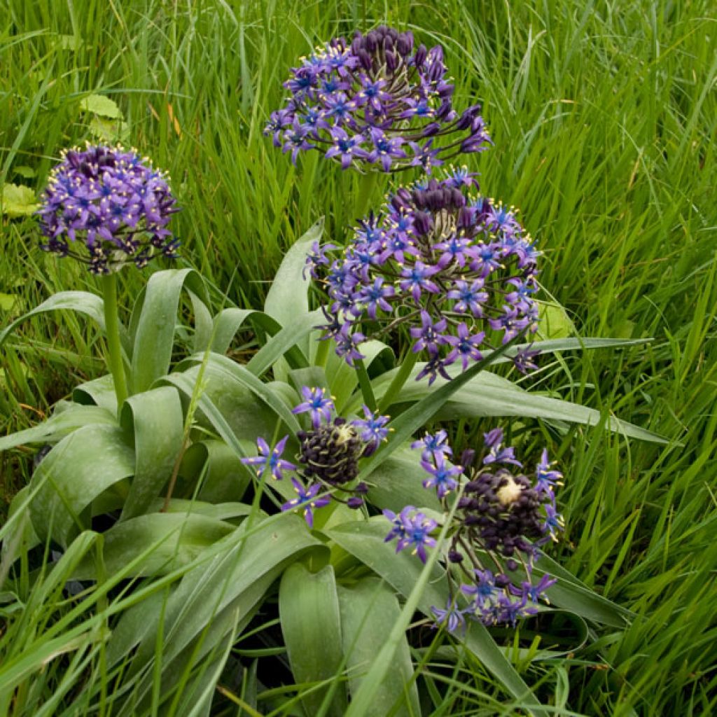 Scilla peruviana - Meerzwiebel