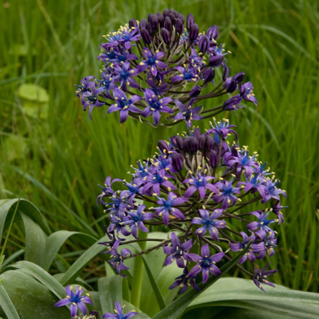 Scille du Pérou - Scilla peruviana