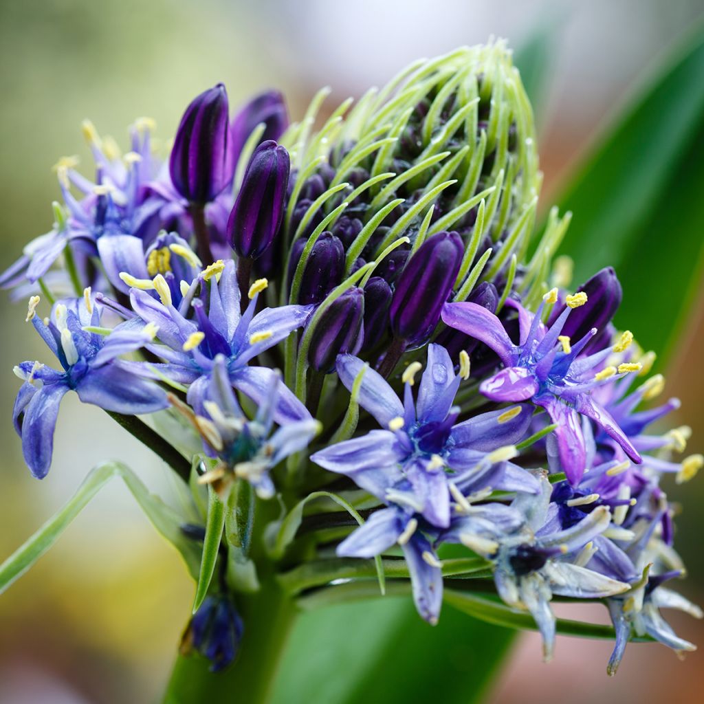 Scilla peruviana - Meerzwiebel