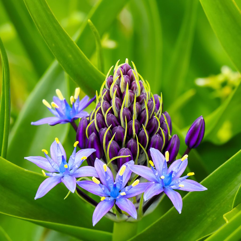 Scilla peruviana - Meerzwiebel