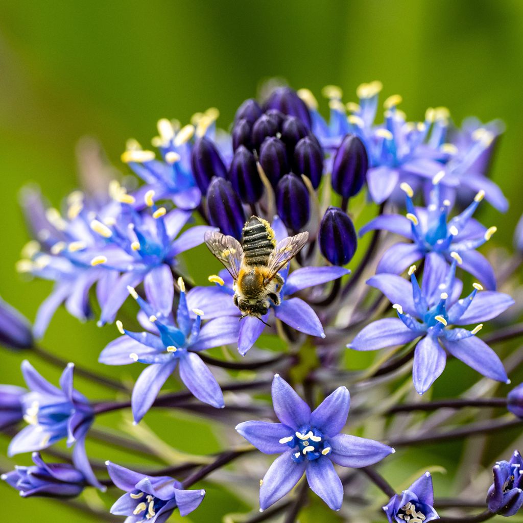 Scilla peruviana - Meerzwiebel