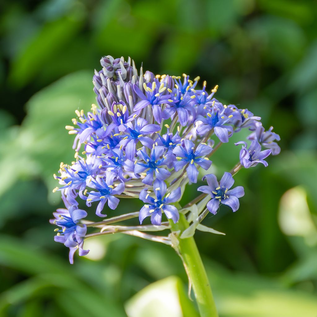 Scilla peruviana - Meerzwiebel