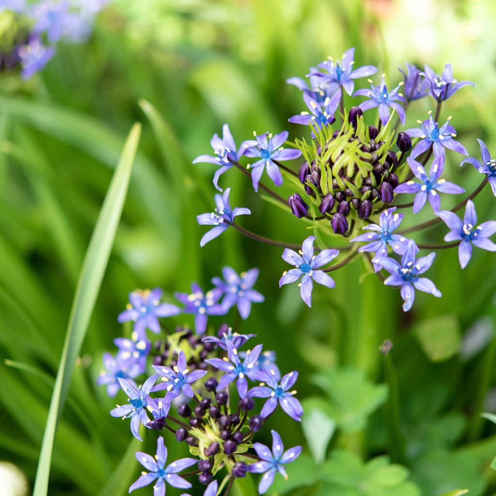 Scilla peruviana - Meerzwiebel