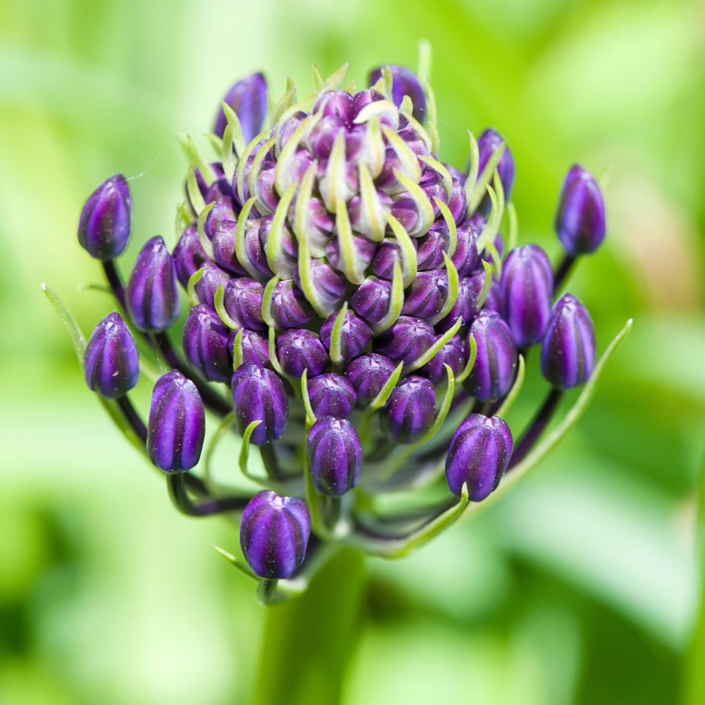 Scilla peruviana - Meerzwiebel