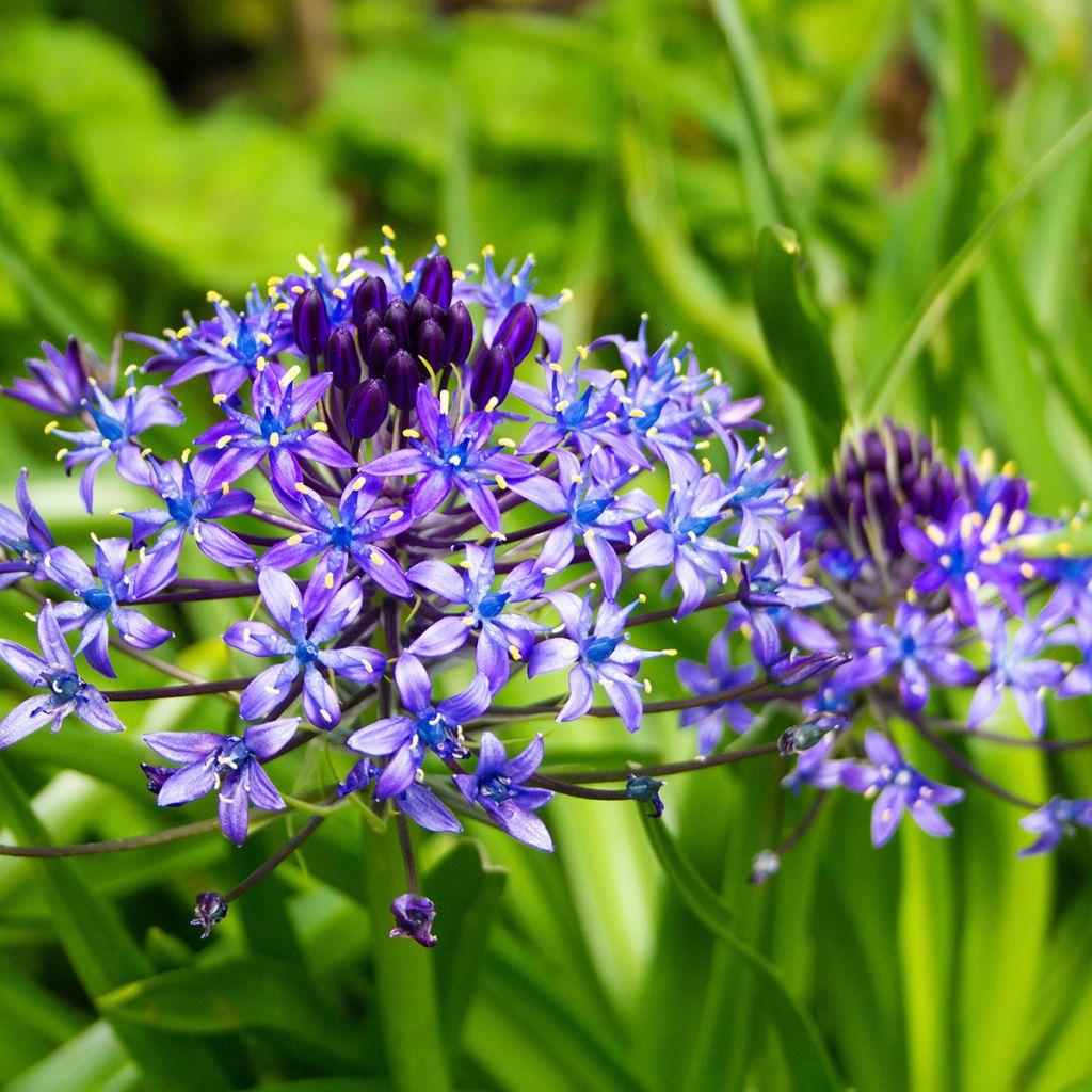 Scilla peruviana - Meerzwiebel